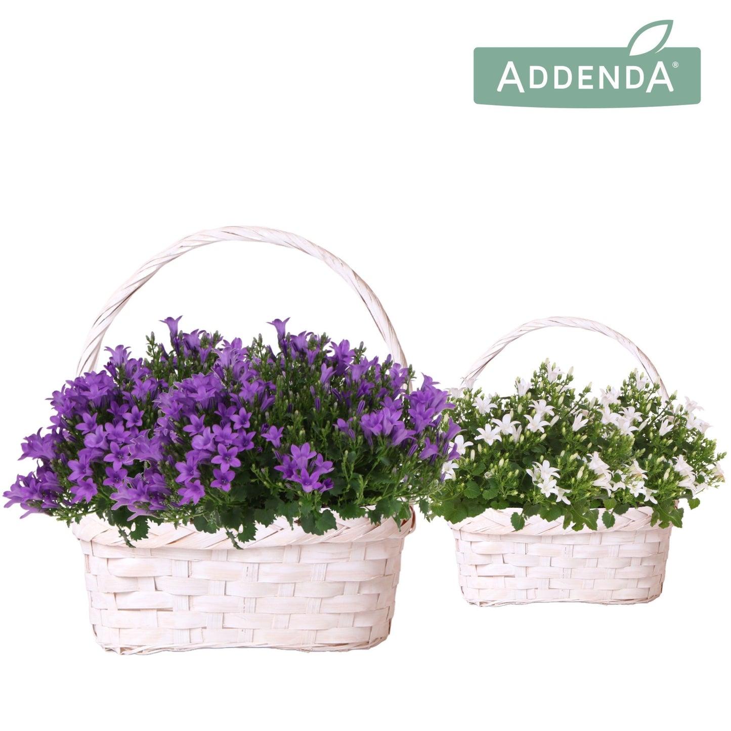 Campanula 25cm 24cm Pot