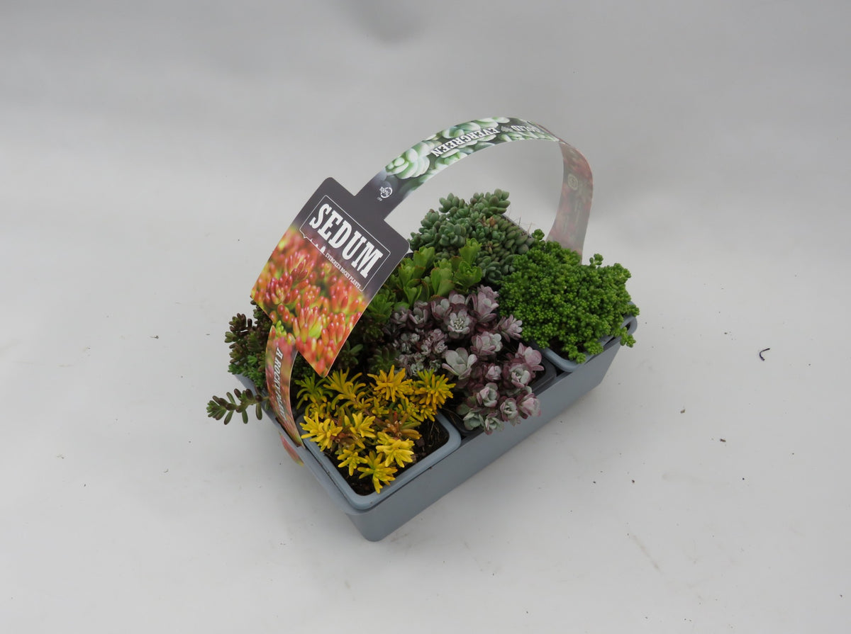 Sedum album mix 5cm 7cm Pot