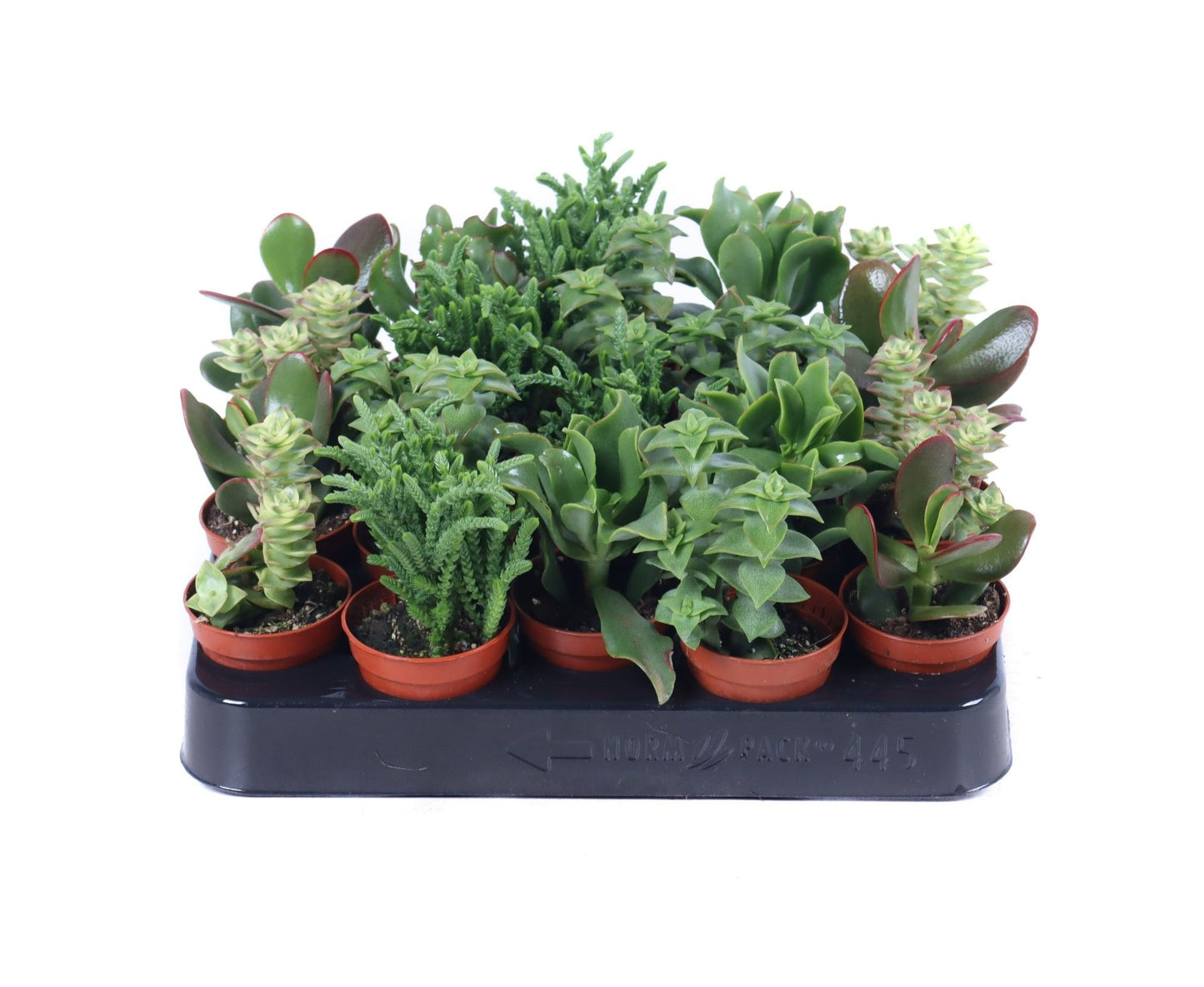 Oriental-Edelcactus Crassula hybrid Pack of 20
