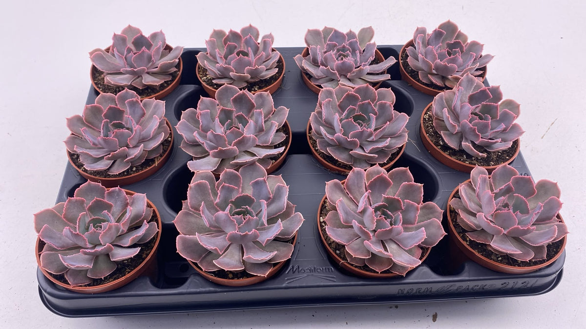 Echeveria Shaviana 10cm 8.5cm Pot