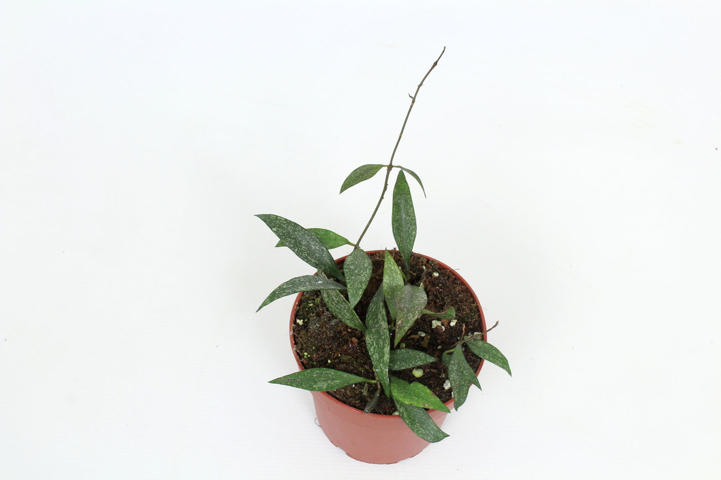 Hoya australis 15cm 12cm Pot