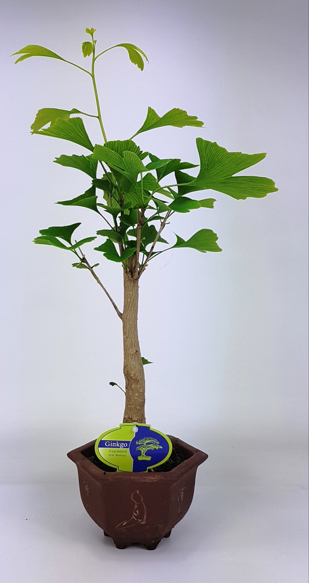 Ginkgo Little Emperor 40cm 13cm Pot
