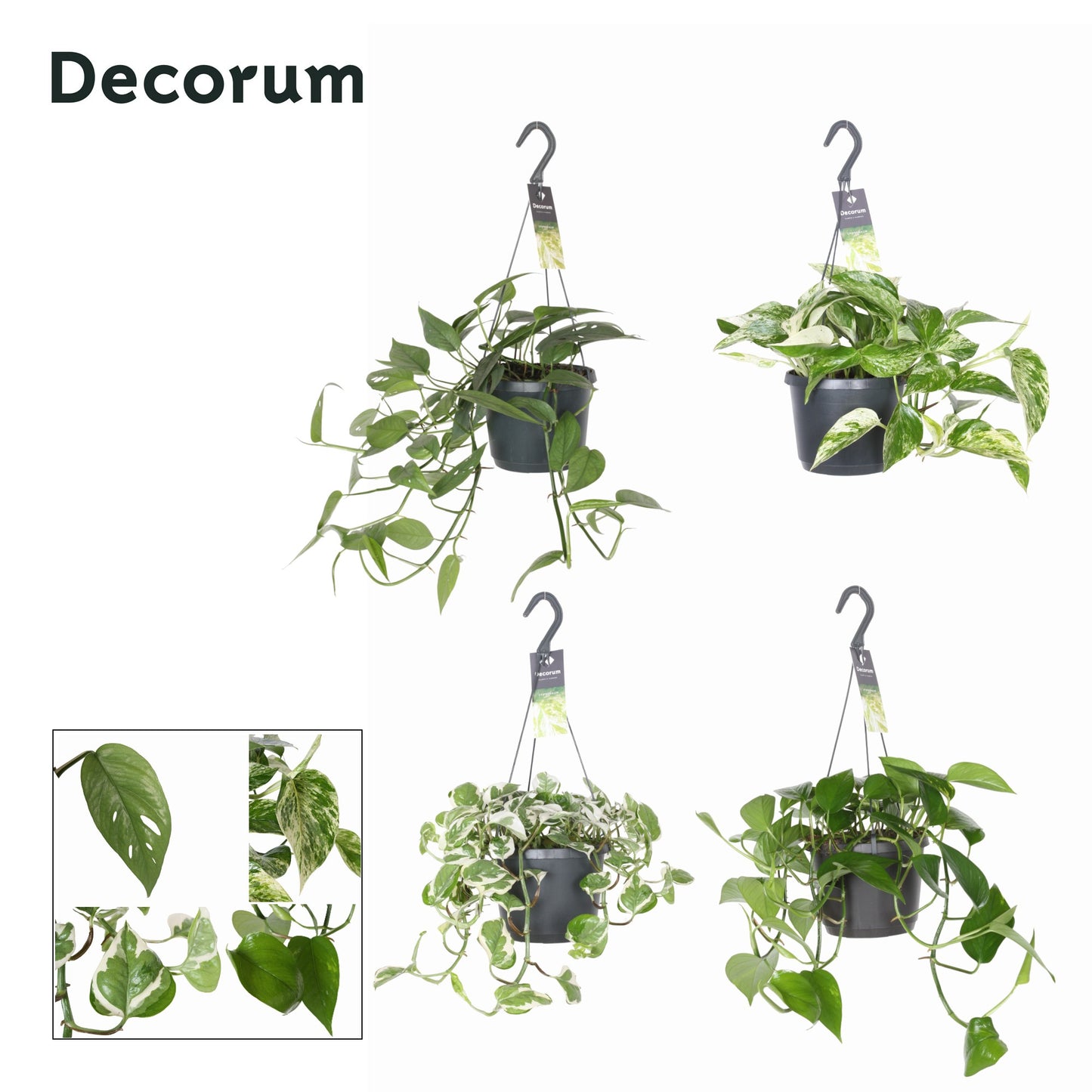 Hillplant BV Epipremnum pinnatum mixed hanging pot Pack of 4