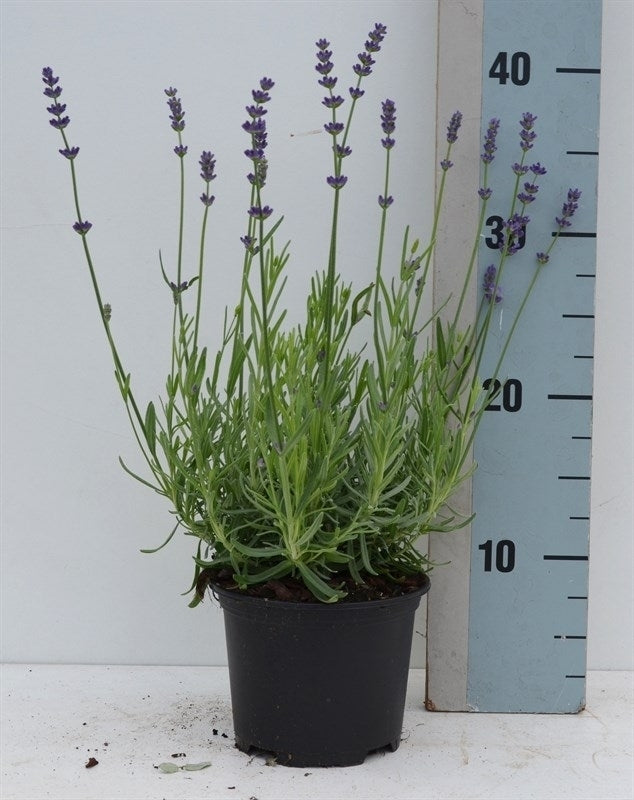 Roessel Tuinpl. VOF, B. v. Lavandula ang. Blue River Pack of 8