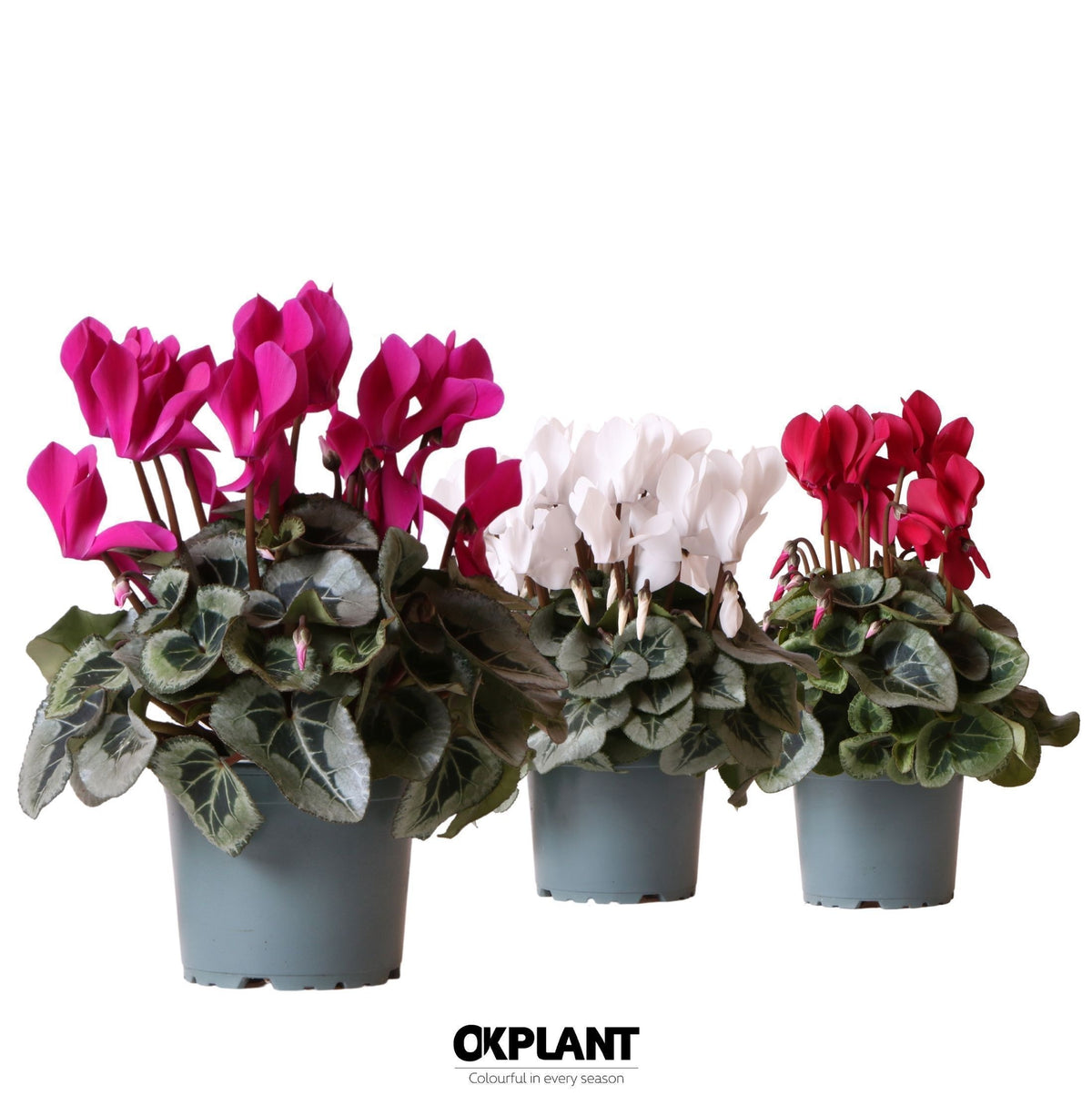 Cyclamen Rembrandt mix 26cm 12cm Pot