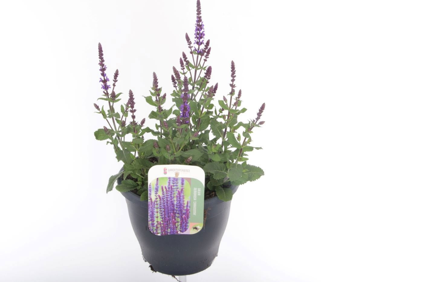 Salvia nemorosa 50cm 23cm Pot