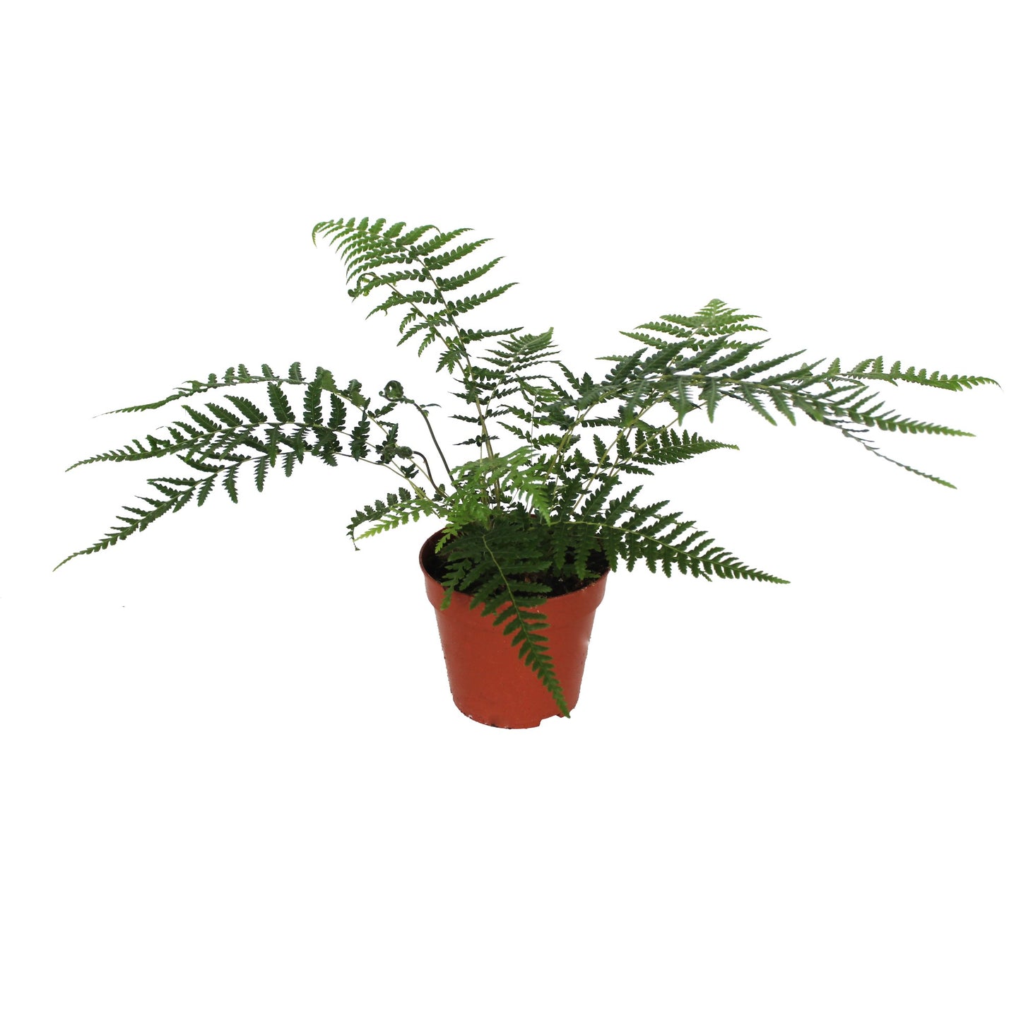 Dicksonia antarctica 30cm 12cm Pot