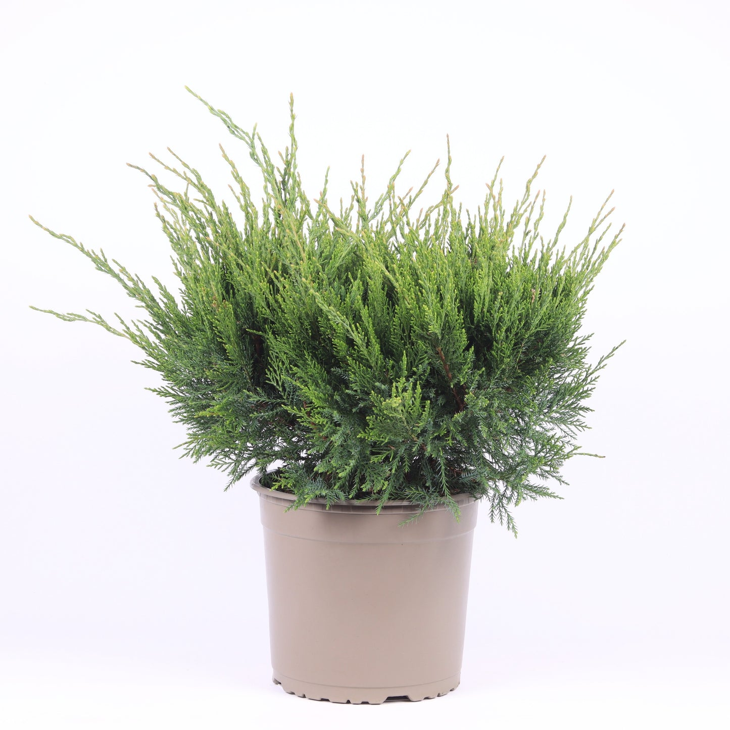 Juniperus Mint Julep 45cm 23cm Pot