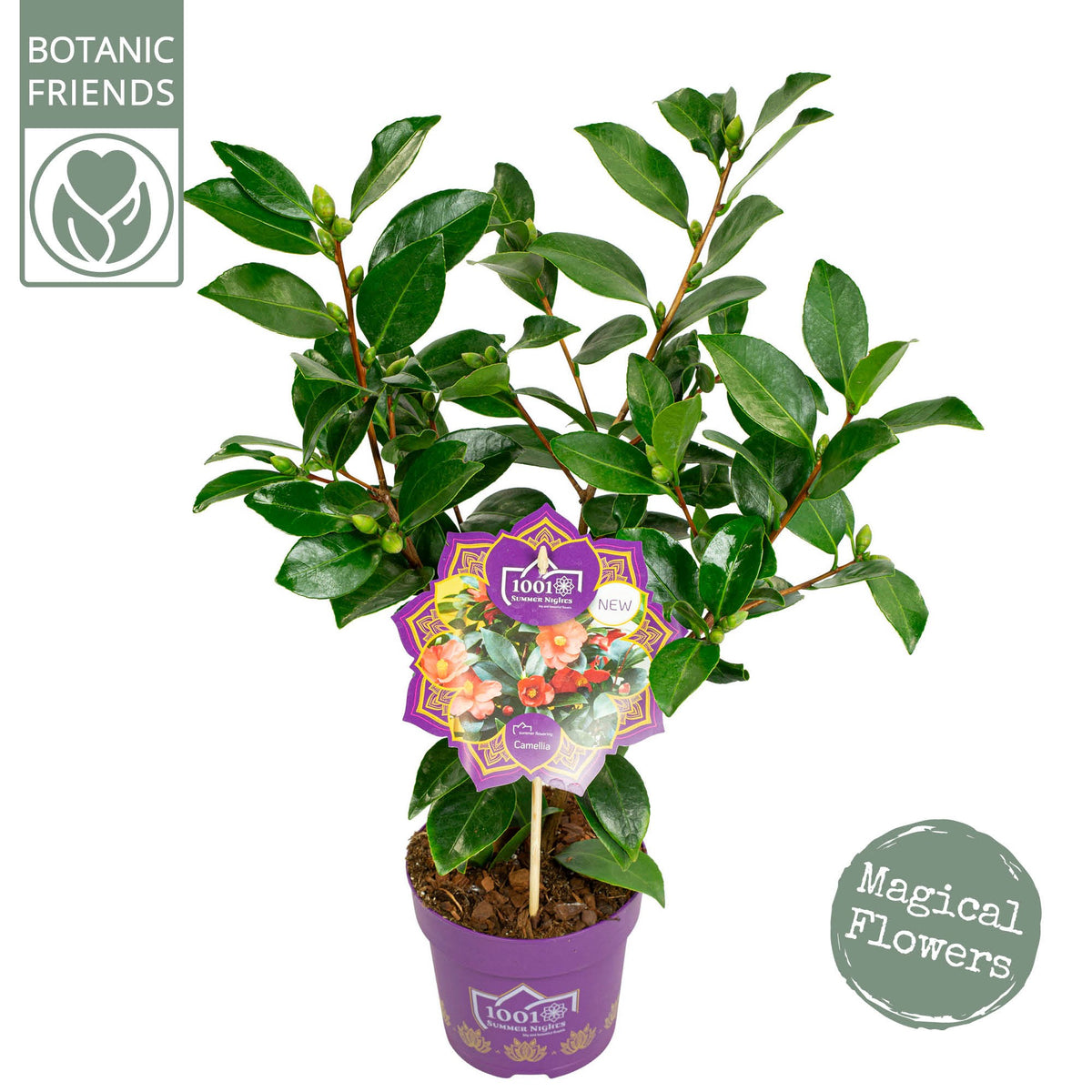 Chaenomeles japonica 35cm 15cm Pot