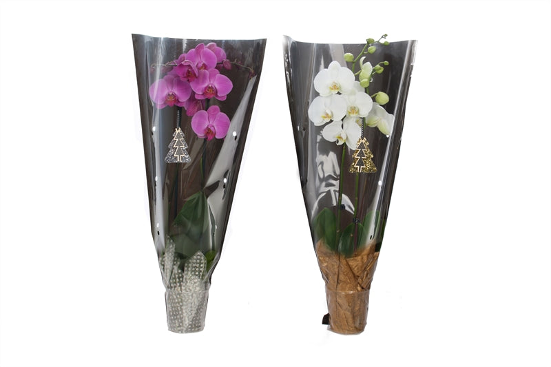 Phalaenopsis mix 55cm 12cm Pot