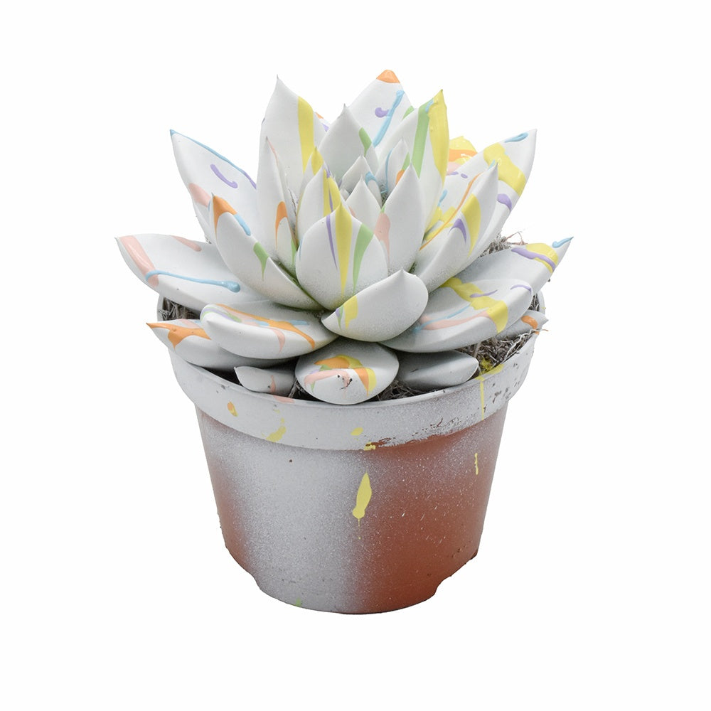 Echeveria Miranda 12cm 10.5cm Pot