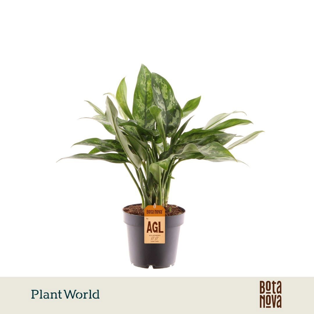 Aglaonema Maria 30cm 12cm Pot
