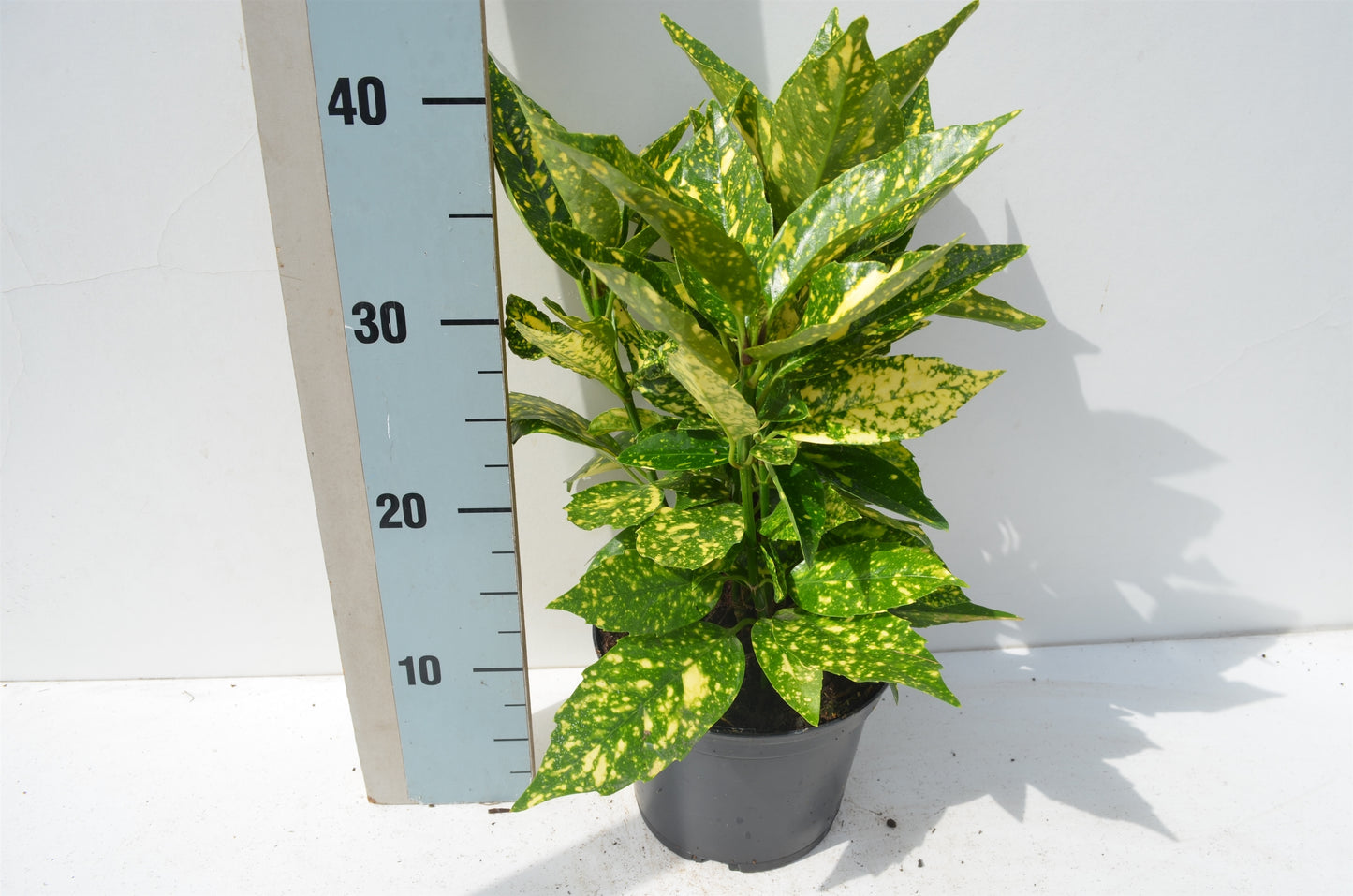 Aucuba japonica Crotonifolia 45cm 17cm Pot