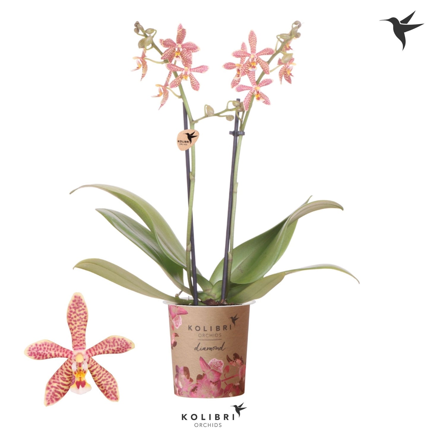 Phalaenopsis mf. spider orange 40cm 9cm Pot