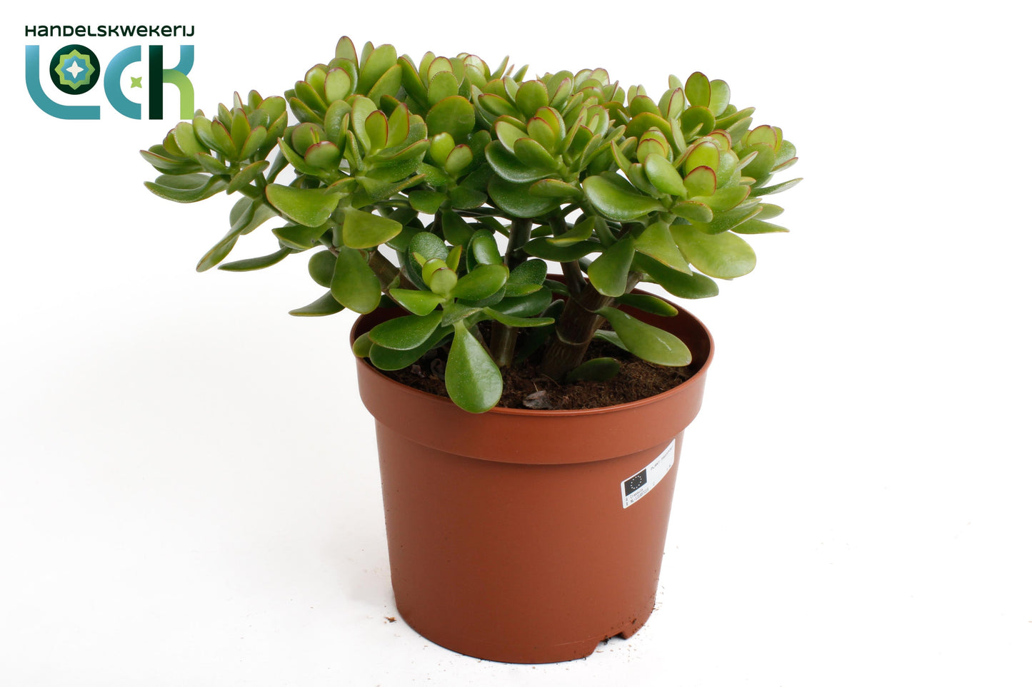 Crassula ovata 35cm 21cm Pot