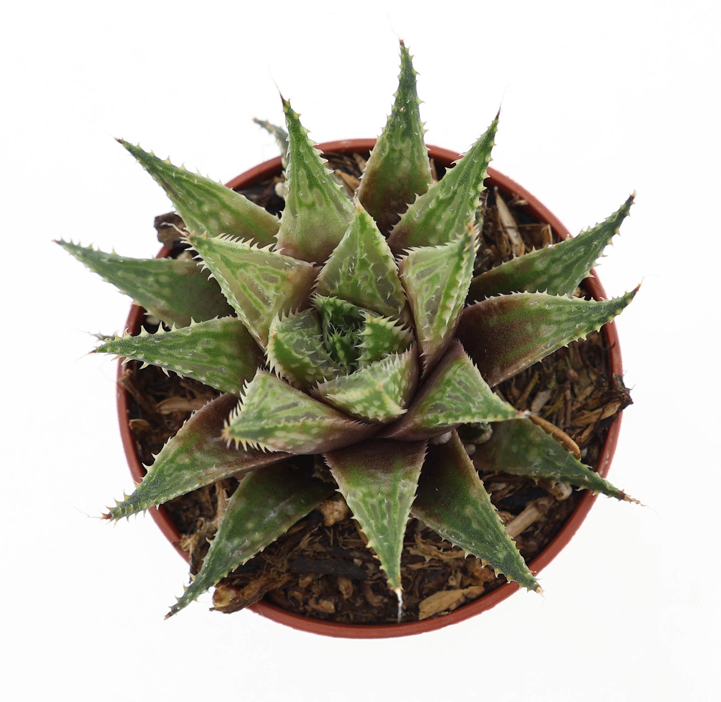 Haworthia fasciata 9cm 5.5cm Pot