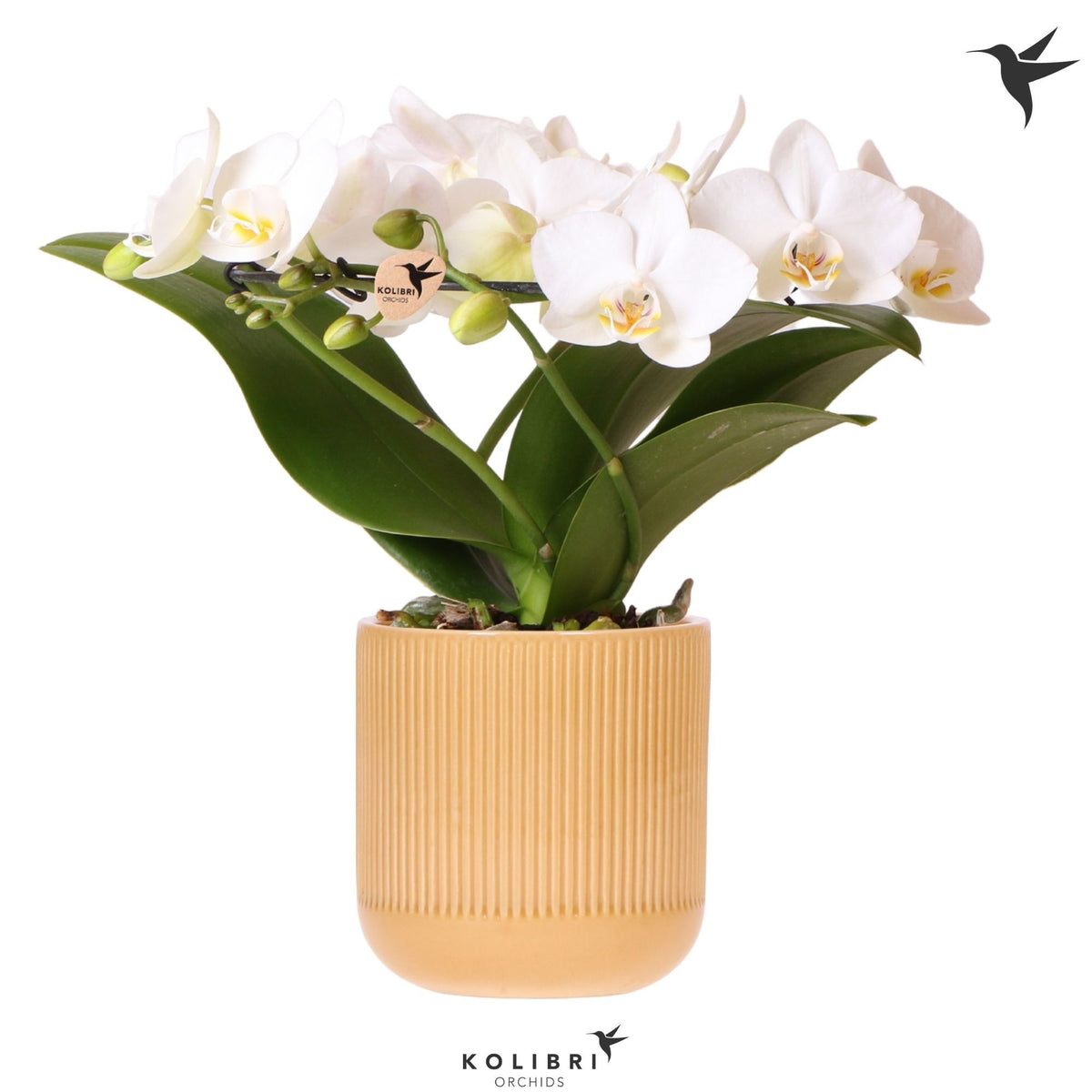 Phalaenopsis multiflora white 30cm 9cm Pot