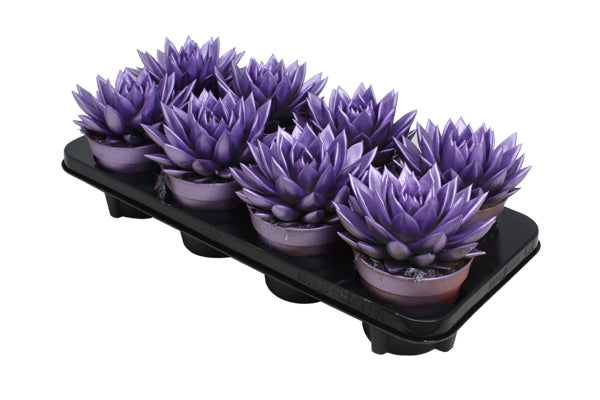 Echeveria Purple Pearl 15cm 12cm Pot