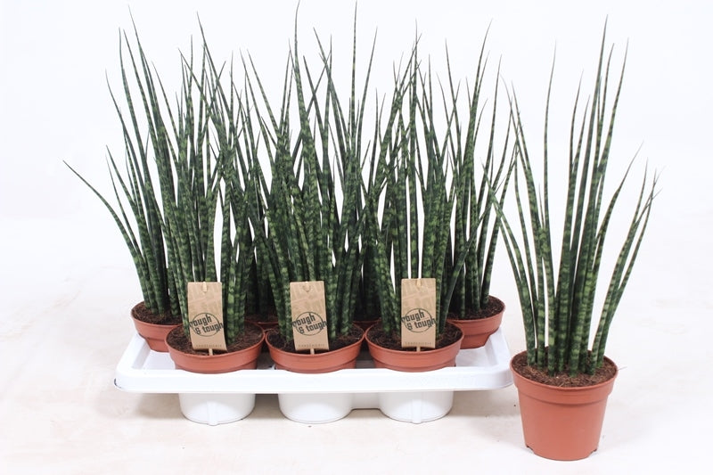 Sansevieria Fernwood Mikado 55cm 14cm Pot
