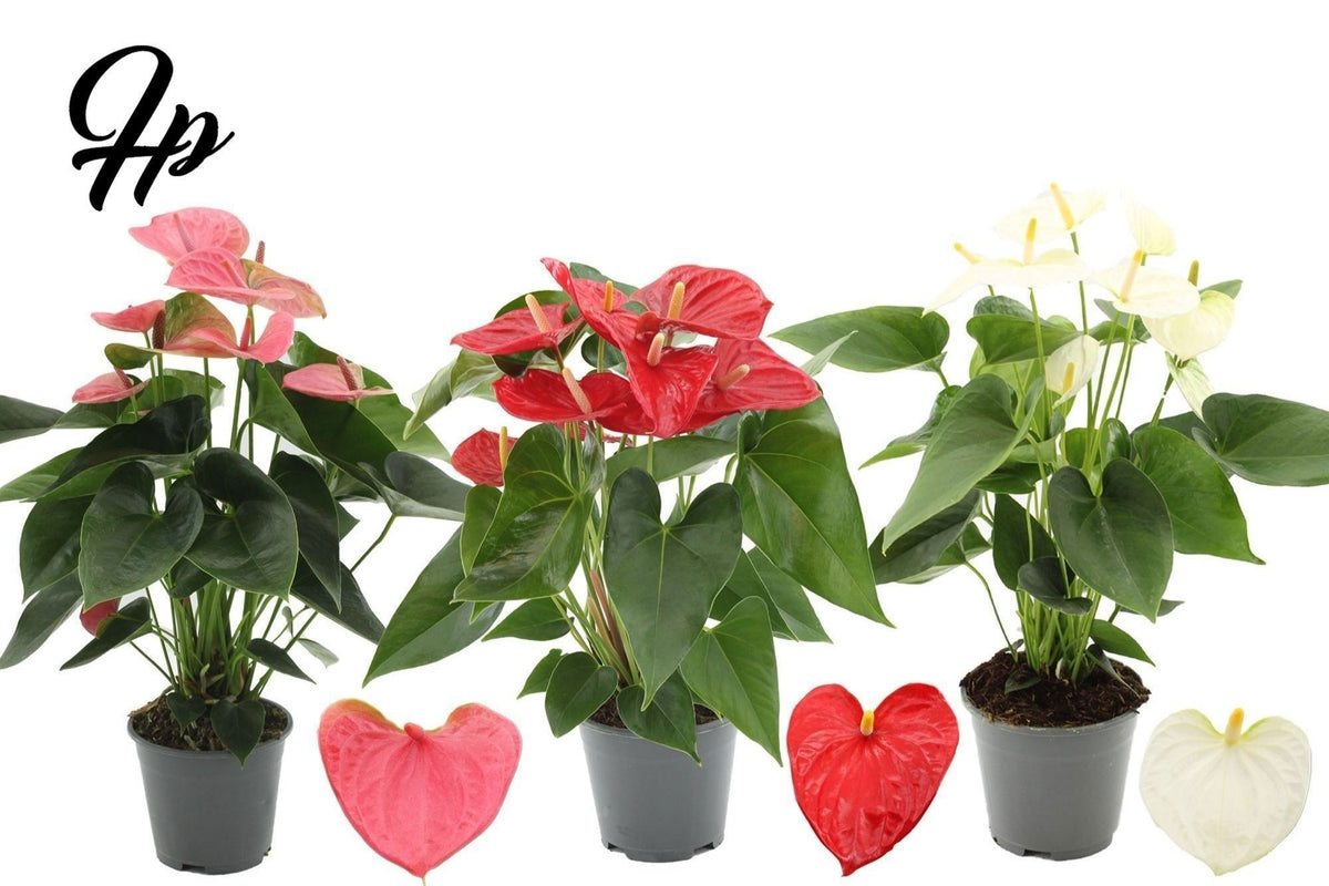 Anthurium mix 45cm 14cm Pot