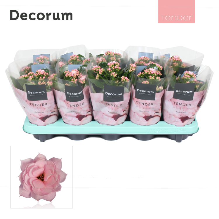 Kalanchoe Serenity Soft Pink 23cm 510cm Pot