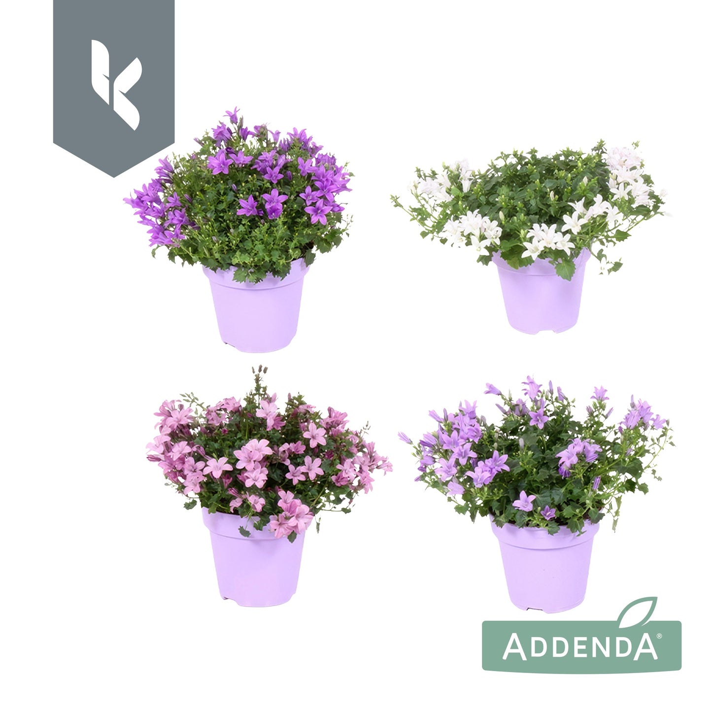 Campanula Ambella mix 22cm 510cm Pot