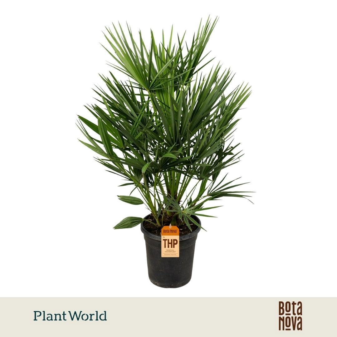 Chamaerops humilis 100cm 21cm Pot