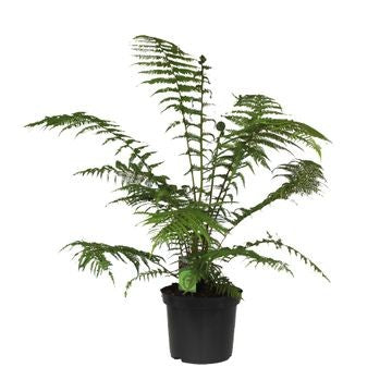 Dicksonia antarctica 80cm 24cm Pot