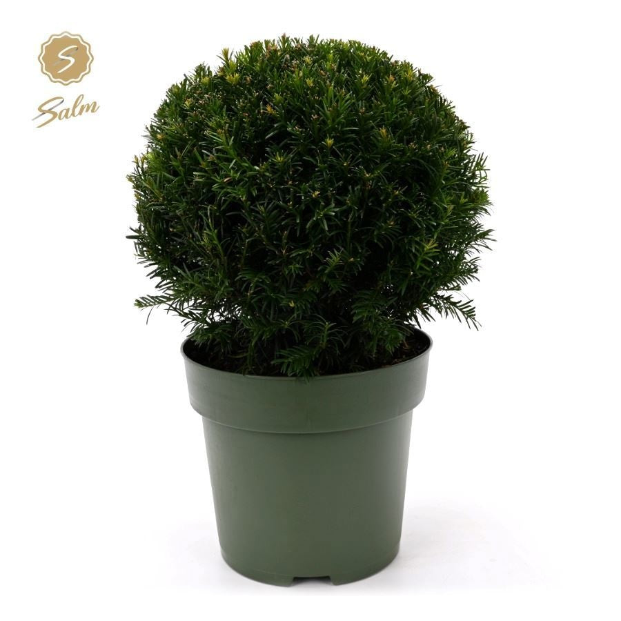 Salm, gebr. van der Taxus baccata ball Pack of 10