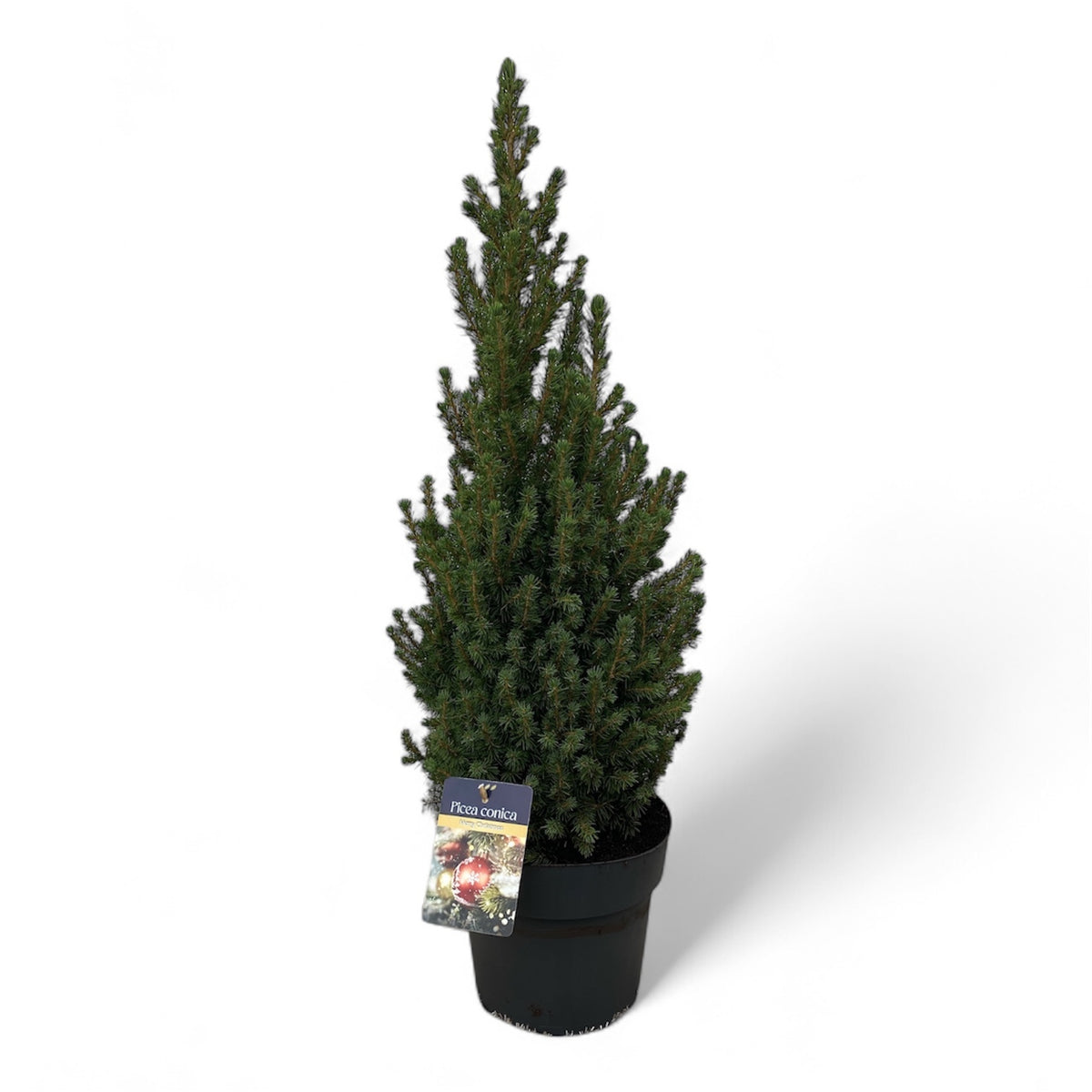 Picea glauca Conica 70cm 21cm Pot