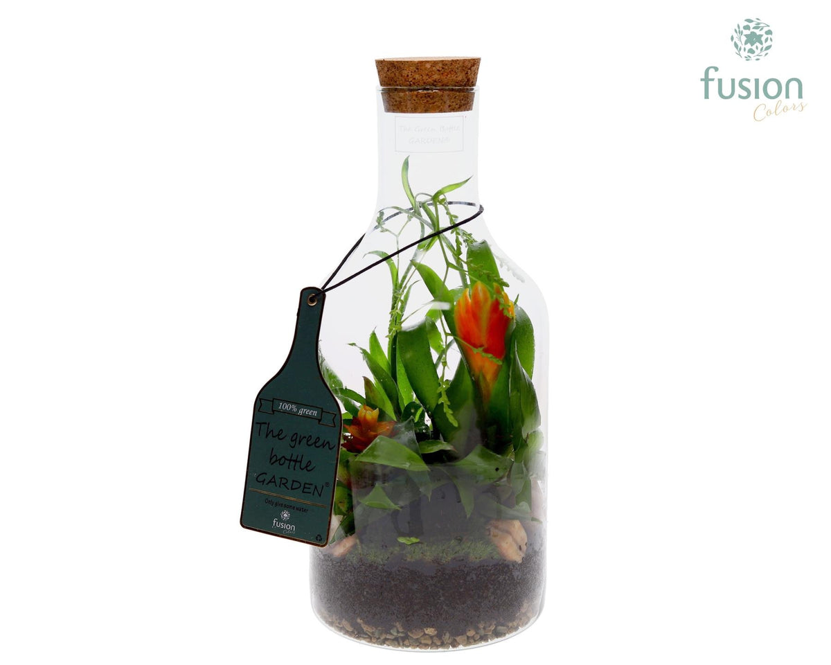 arr. Bromelia 35cm 15cm Pot