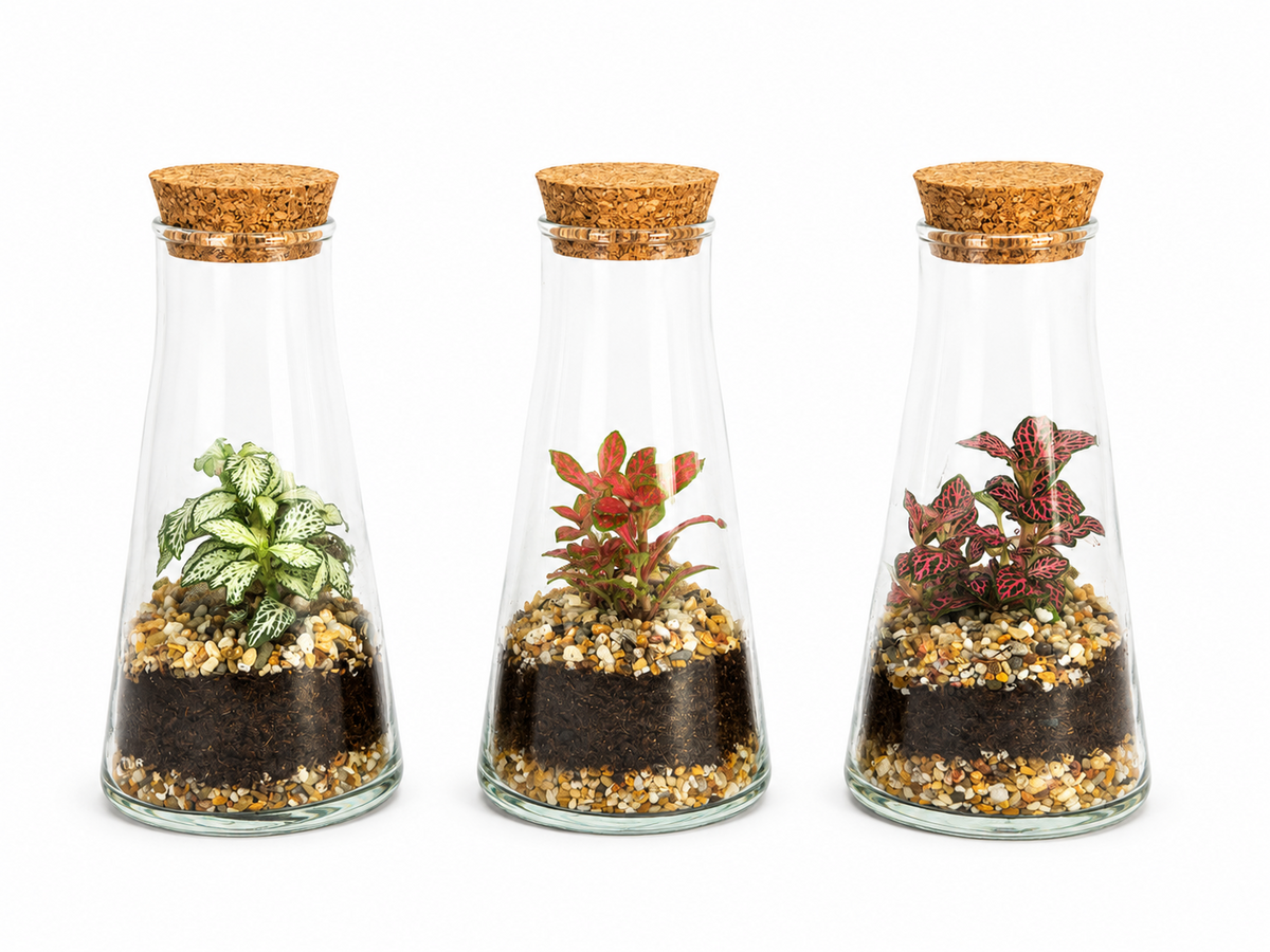 Wardians Terrarium - Kalypso (no moss) 20cm 9cm Pot