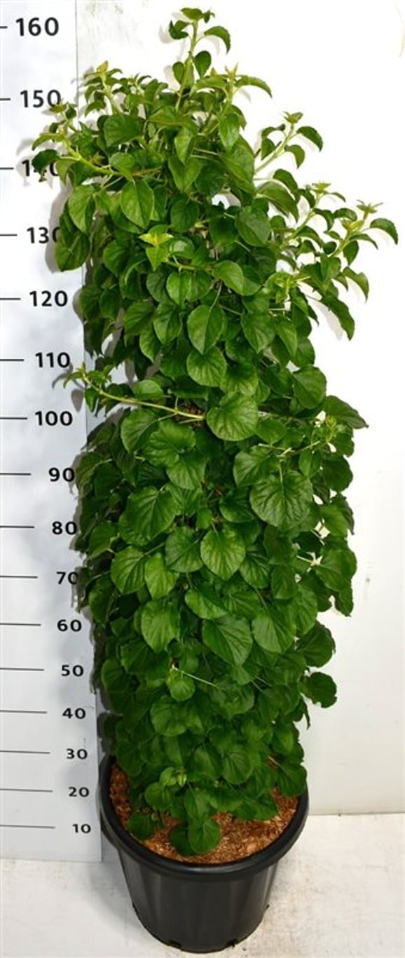 Hydrangea petiolaris 150cm 38cm Pot