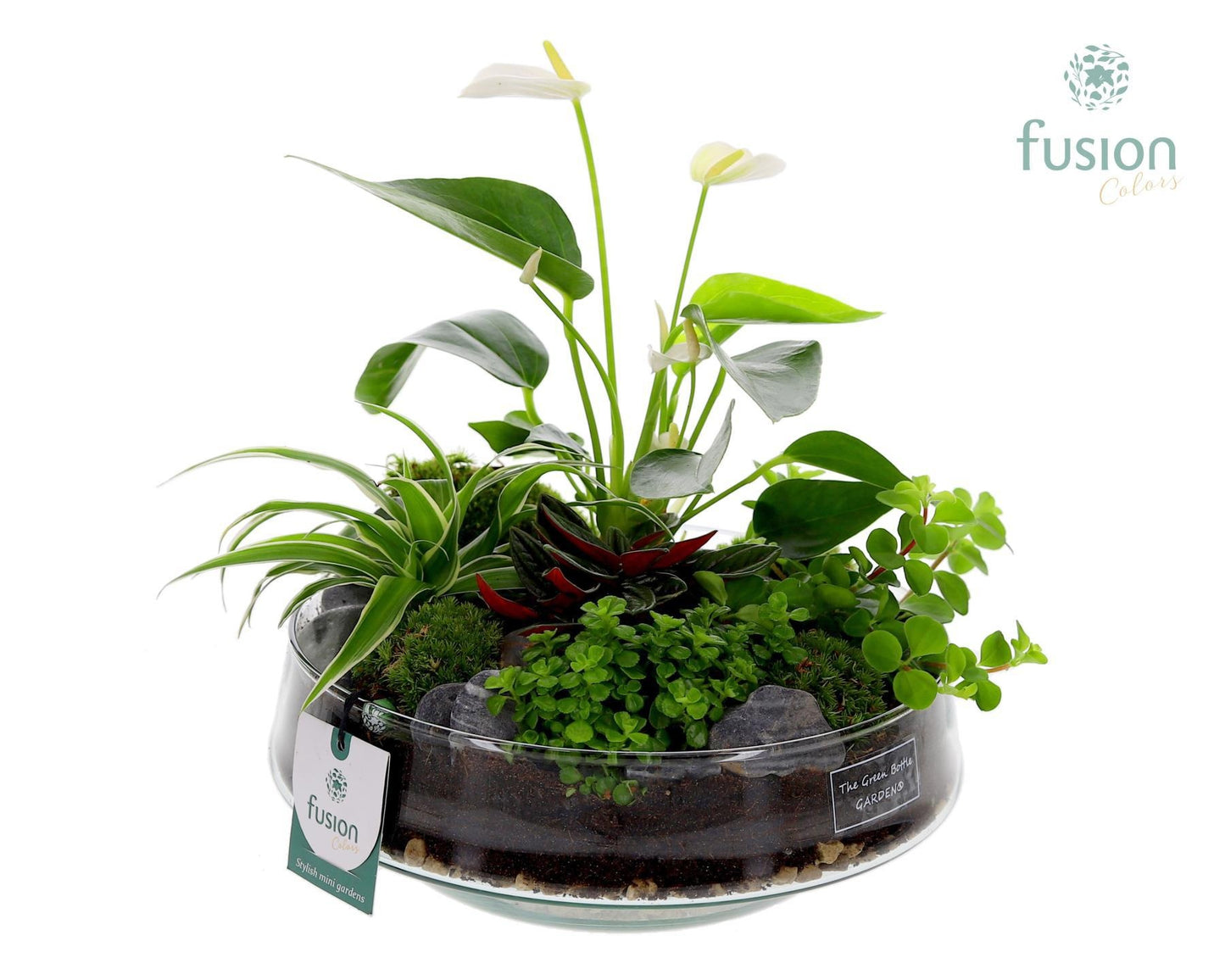 Fusioncolors BV Green Bottle Iris Large met Anthurium Arrangement Pack of 2