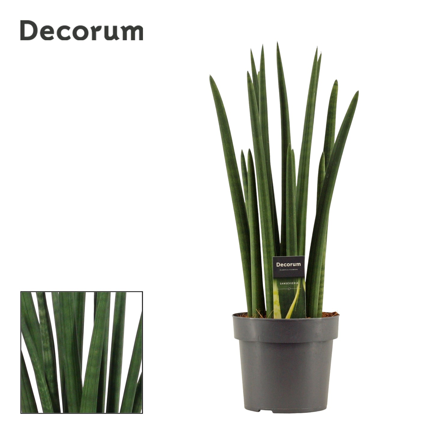 Sansevieria cylindrica rocket 55cm 17cm Pot