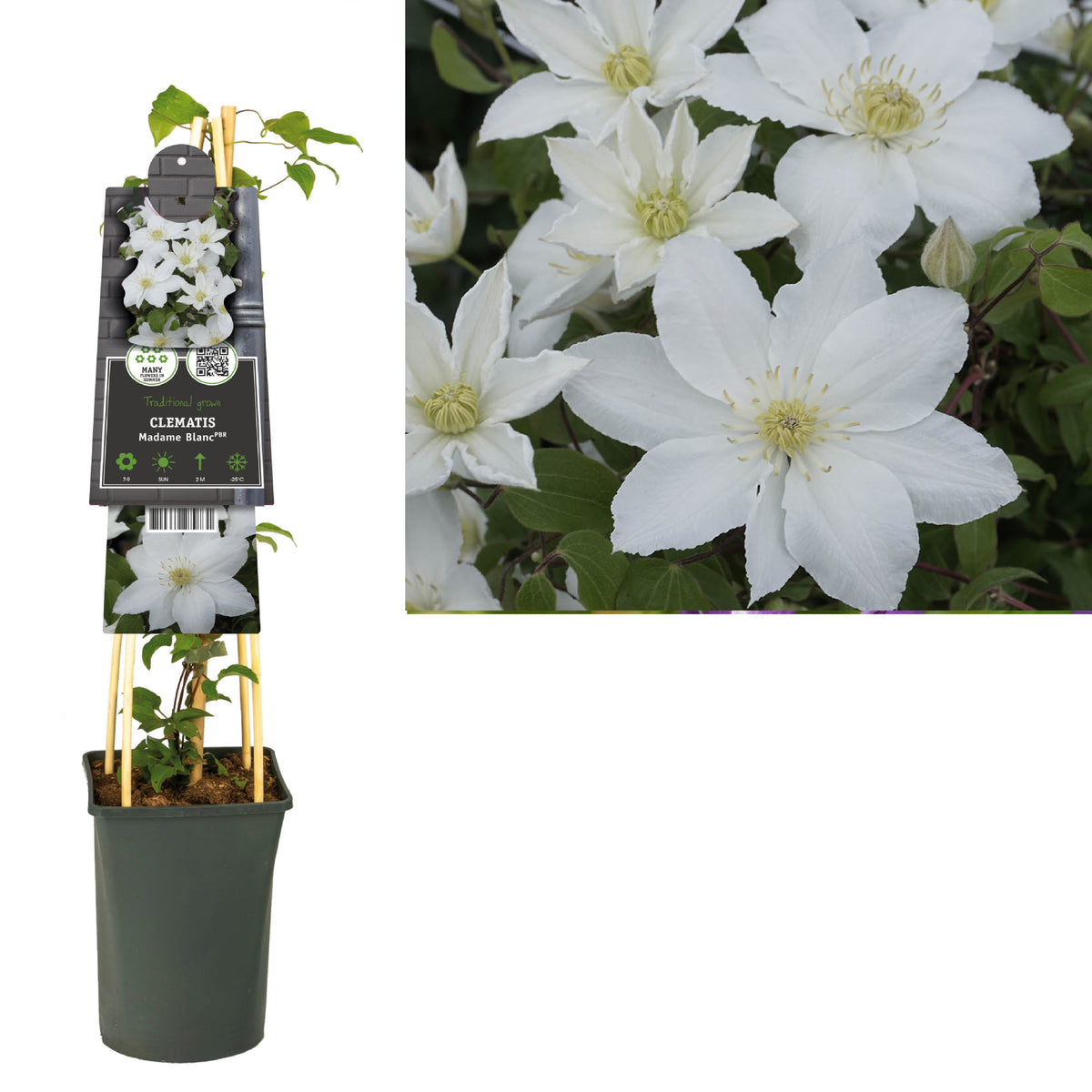 Clematis hybrid mix 75cm 17cm Pot