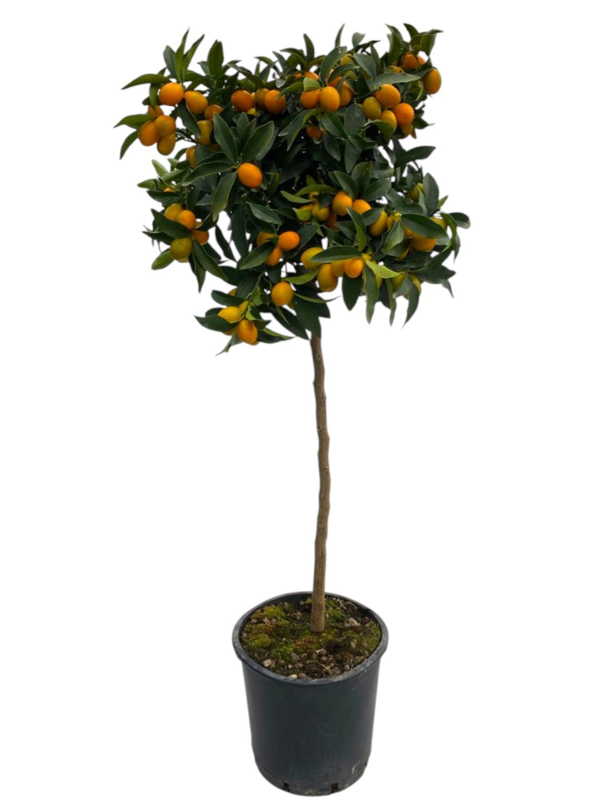 Citrus microcarpa 120cm 25cm Pot