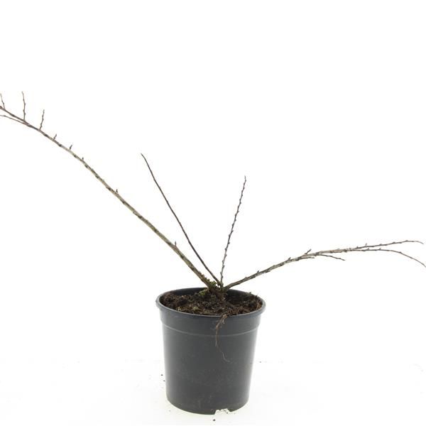 Cotoneaster nanshan 'Boer' 10cm 14cm Pot
