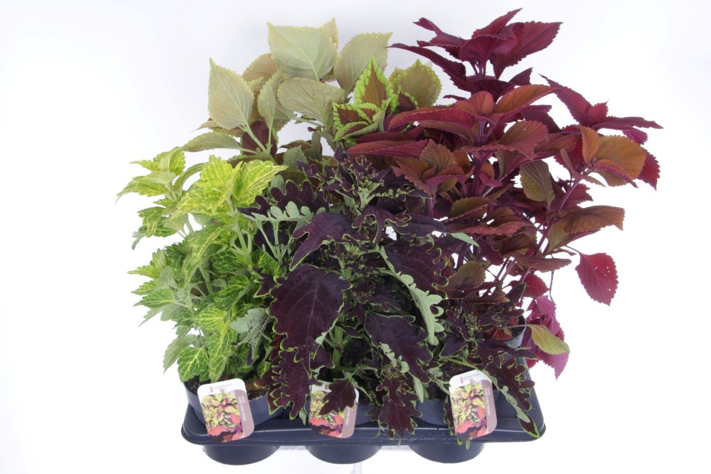 Coleus mix 50cm 17cm Pot