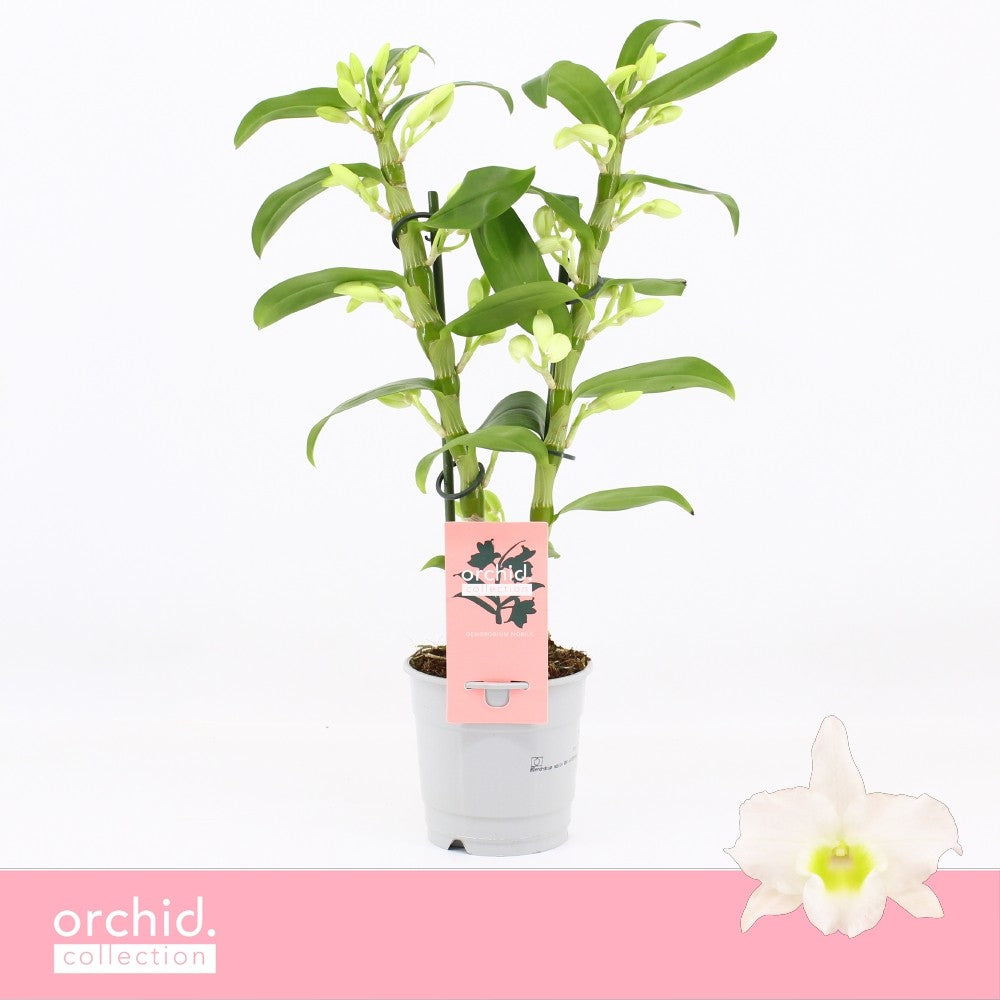 Dendrobium Apollon 40cm 12cm Pot