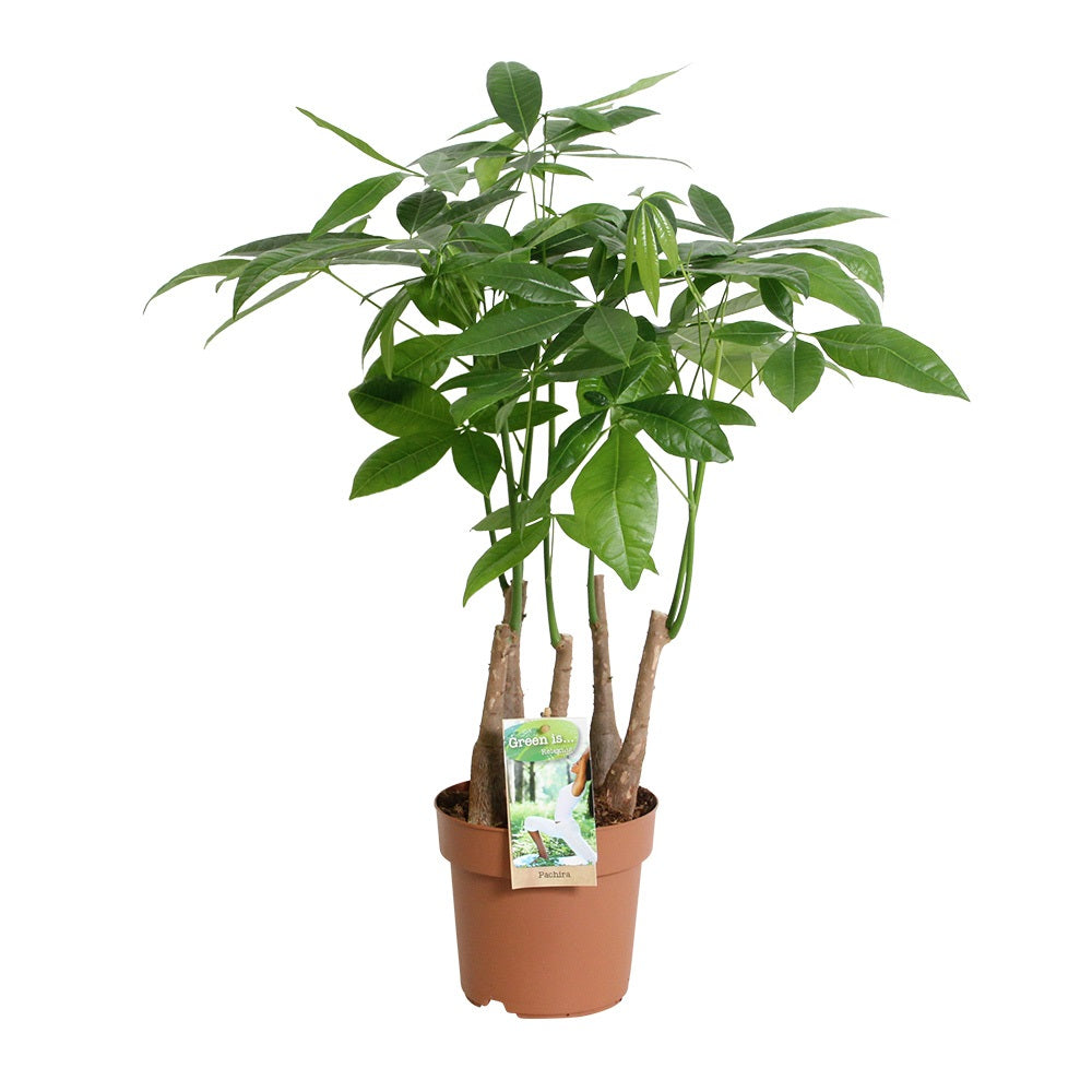 Pachira aquatica 65cm 17cm Pot