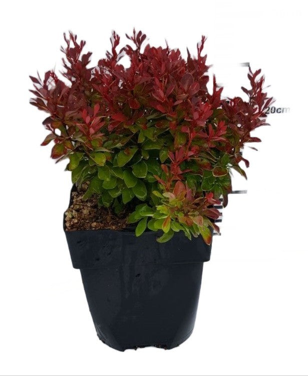 Berberis overig 20cm 17cm Pot