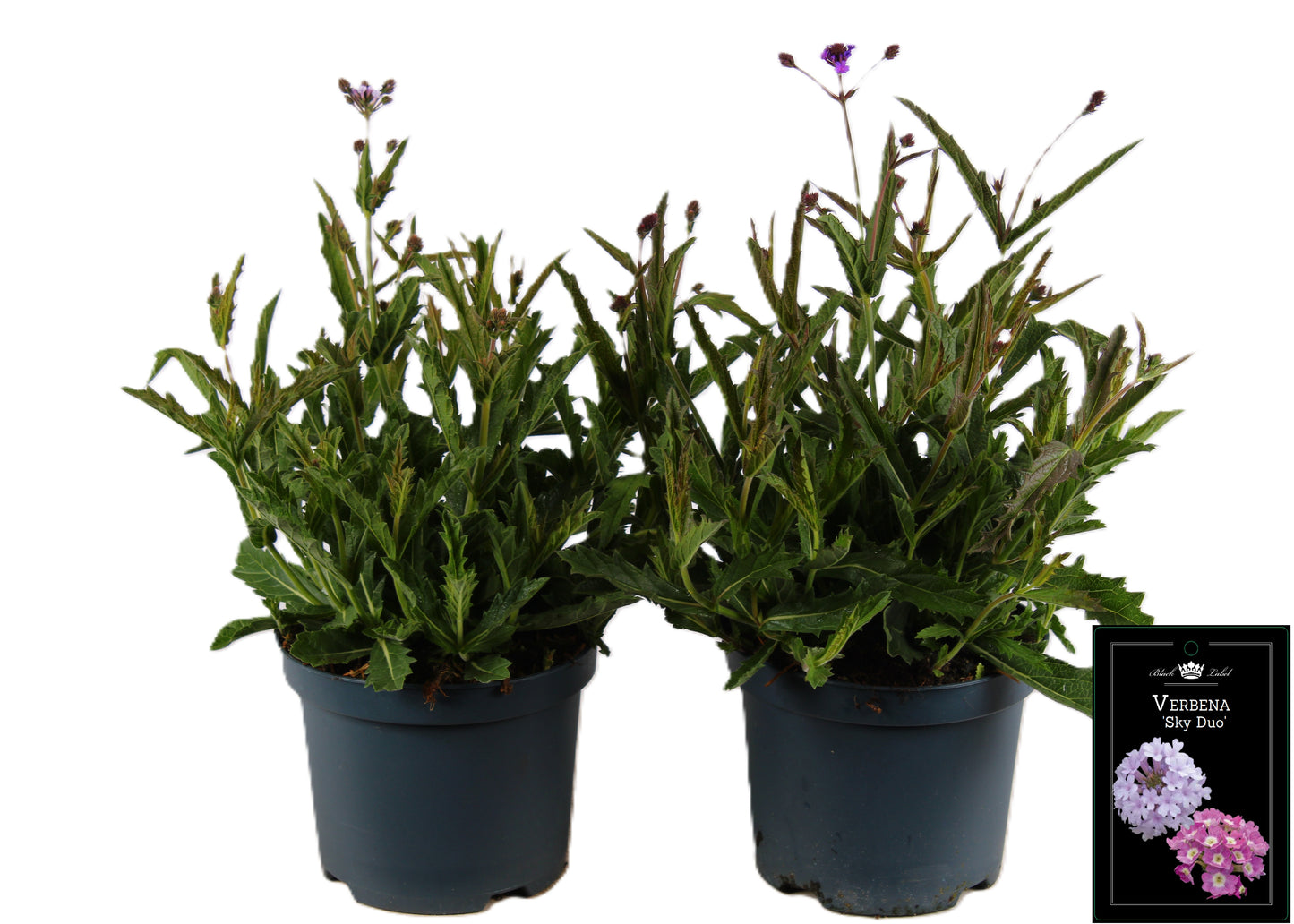 Verbena rigida 55cm 19cm Pot