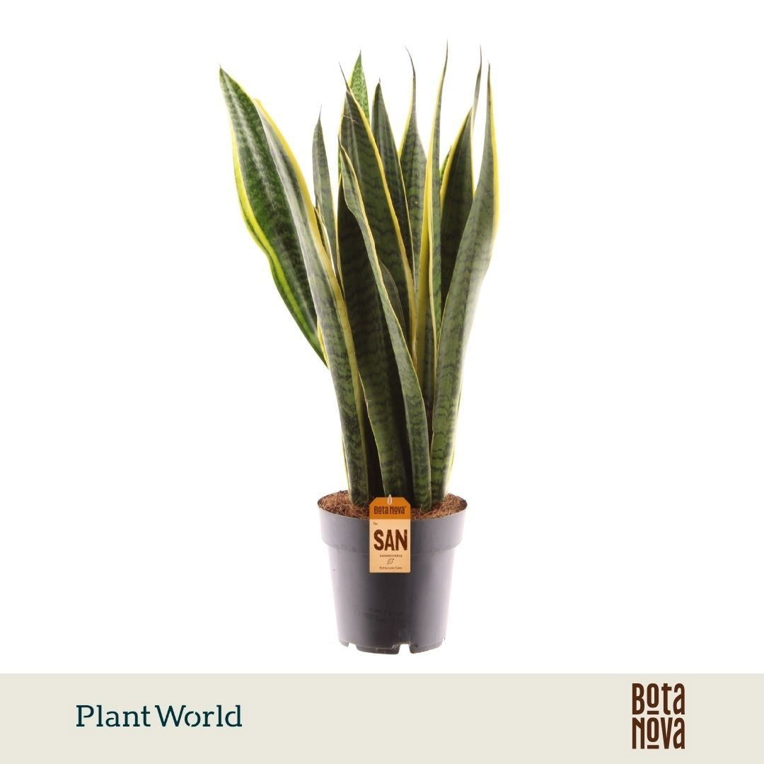 Sansevieria Laurentii 70cm 17cm Pot