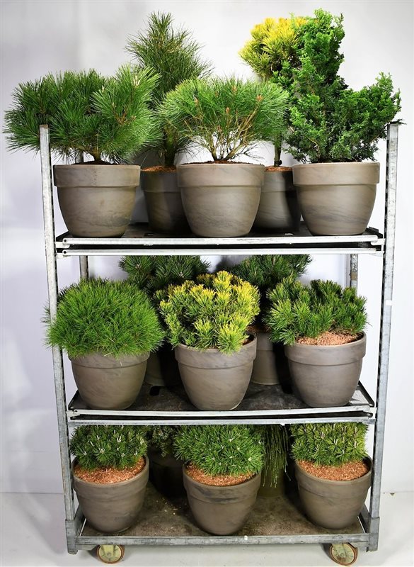 Conifer mix 65cm 35cm Pot