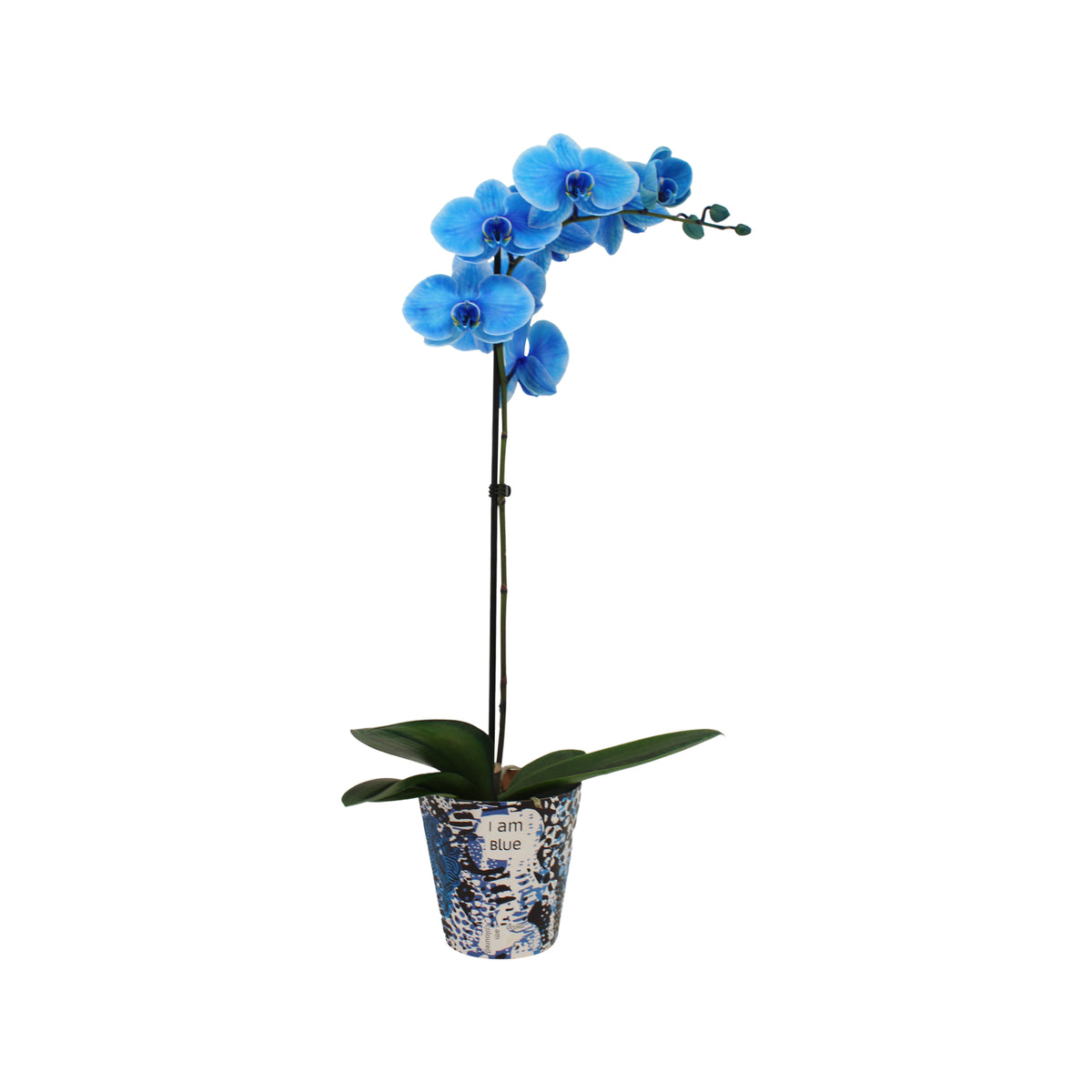 Phalaenopsis I Am Blue 55cm 12cm Pot