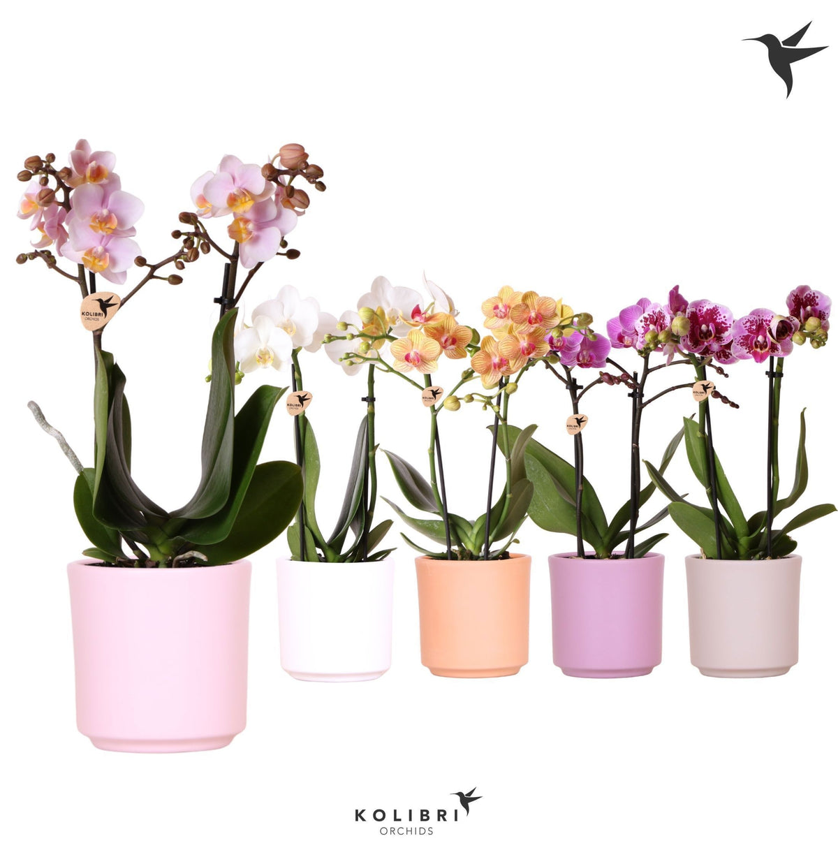 Phalaenopsis mix 40cm 9cm Pot
