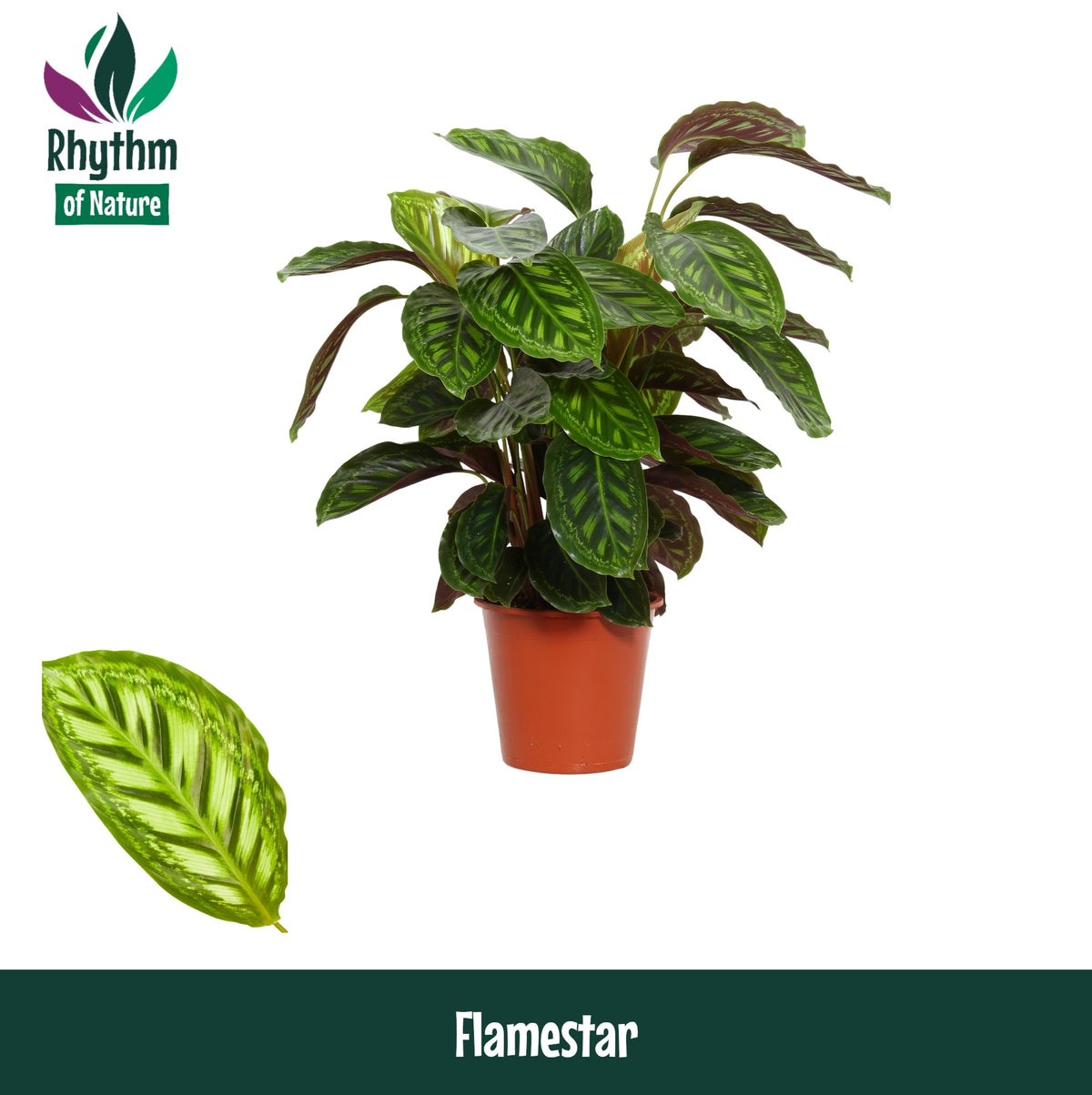 Calathea Flamestar 80cm 19cm Pot