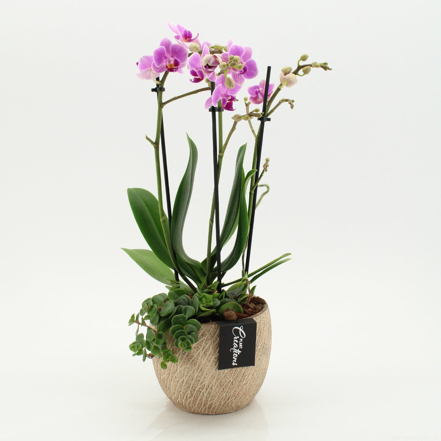 PHAL-2607RZ Phalaenopsis creatie 45cm 14cm Pot