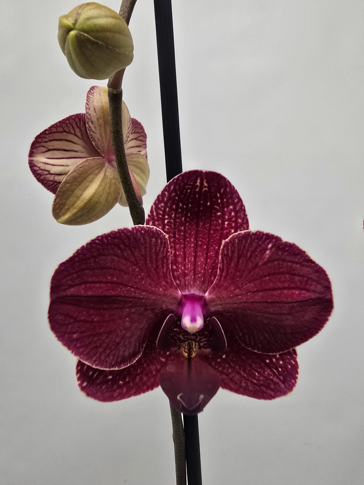 Phalaenopsis Hybrid 75cm 12cm Pot